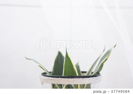 サンスベリア 植物 工場 37749584