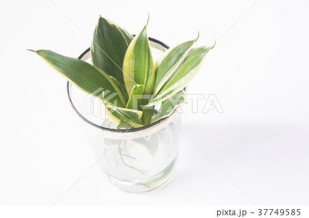 サンスベリア 植物 工場 37749585