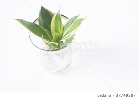 サンスベリア 植物 工場 37749587