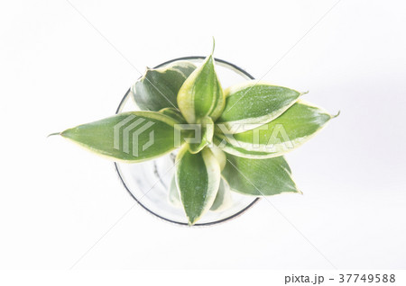 サンスベリア 植物 工場 37749588