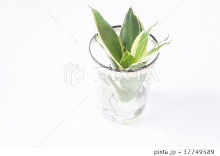 サンスベリア 植物 工場 37749589