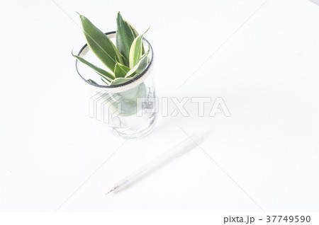 サンスベリア 植物 工場 37749590