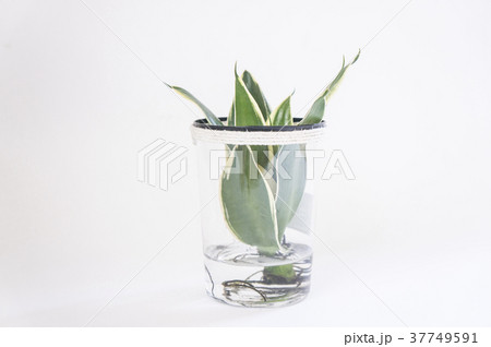 サンスベリア 植物 工場 37749591