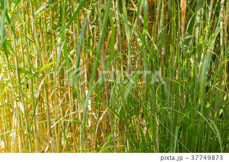 An organic texture, tall thin green grass An organic texture, tall thin green grass 37749873