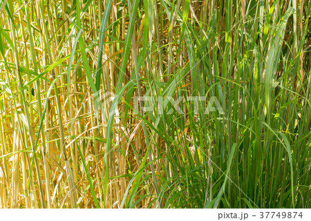 An organic texture, tall thin green grass An organic texture, tall thin green grass 37749874