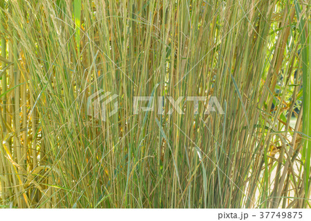 An organic texture, tall thin green grass 37749875