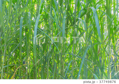 An organic texture, tall thin green grass An organic texture, tall thin green grass 37749876