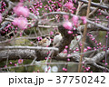 二羽のスズメと紅梅 37750242