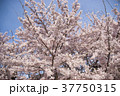 満開の桜と青空 37750315