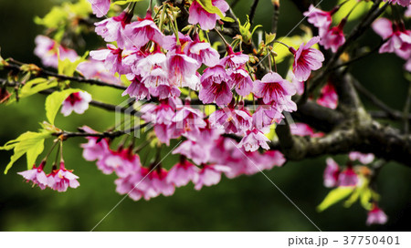 桜 さくら サクラ 37750401