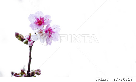 桜 さくら サクラ 37750515