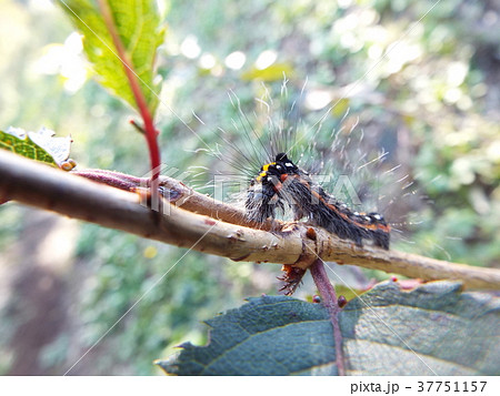 ドクガ 幼虫 ドクガ 幼虫 37751157
