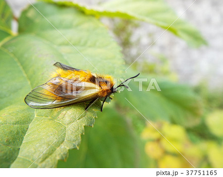 ミノウスバ ミノウスバ 37751165