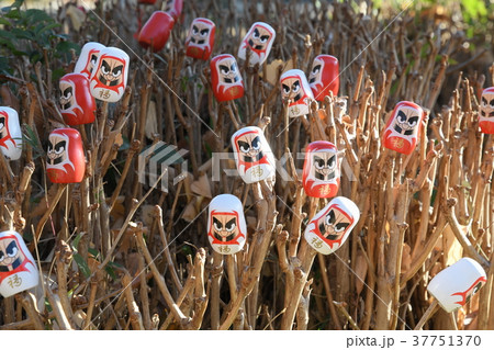 称名寺のダルマみくじ 称名寺のダルマみくじ 37751370