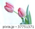 ピンクのおひめさま 37751371