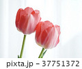 ピンクのチューリップ 37751372