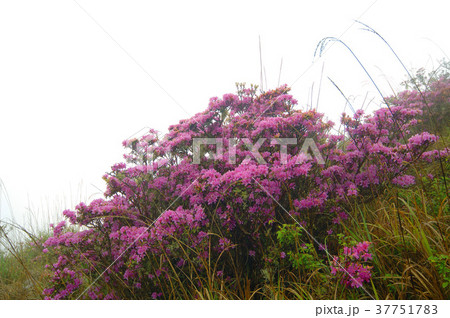 ツツジ つつじ 躑躅 37751783