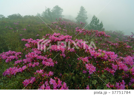 ツツジ つつじ 躑躅 37751784