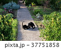 モンテネグロ　ブドヴァ 37751858