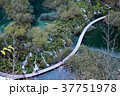 クロアチア　プリトヴィツェ湖畔国立公園 37751978