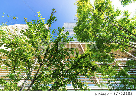 オフィス街の高層ビルと緑 37752182