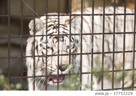 大牟田市動物園 ホワイトタイガー、 大牟田市動物園 ホワイトタイガー、 37752229
