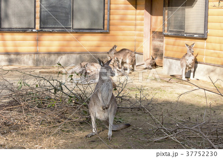 大牟田市動物園 カンガルー、 大牟田市動物園 カンガルー、 37752230