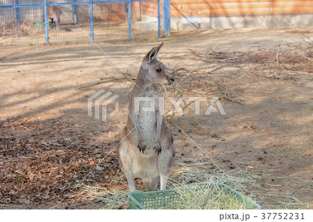 大牟田市動物園 カンガルー、 大牟田市動物園 カンガルー、 37752231