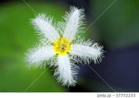花 フラワー お花 37752233
