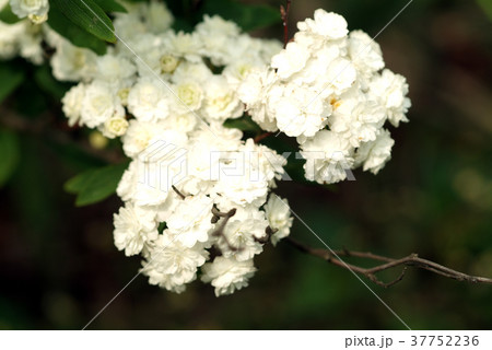 花 フラワー お花 37752236
