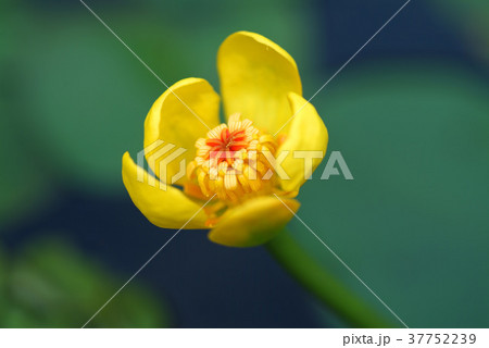 花 フラワー お花 37752239