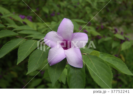 花 フラワー お花 37752241