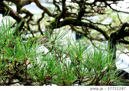 相馬樓・松 37752287