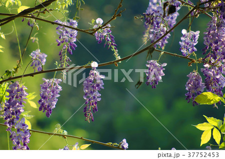 フジの花 花 フラワー 37752453