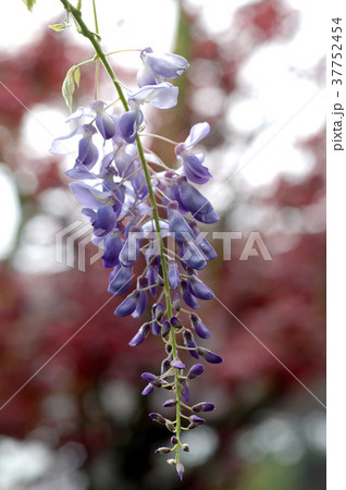 フジの花 花 フラワー 37752454