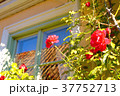 窓際のバラ 37752713
