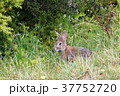 野ウサギ 37752720