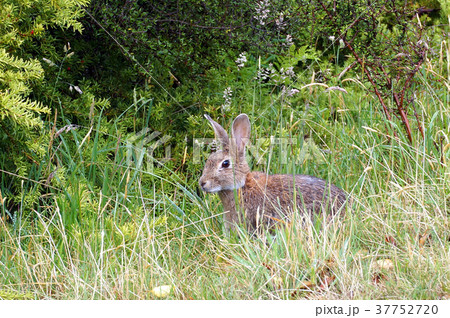 野ウサギ 37752720
