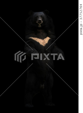 asiatic black bear standing in the dark 37752764