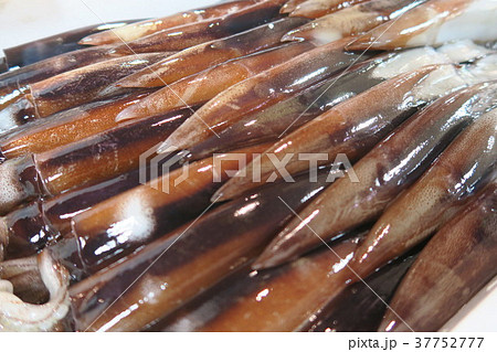 いか いか 37752777