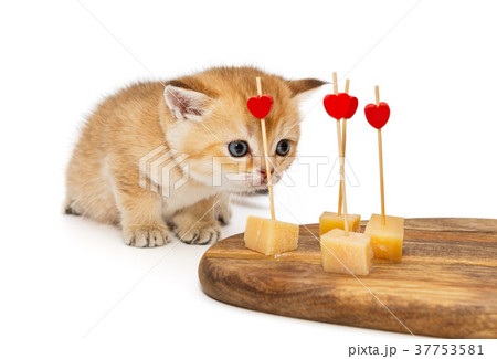 Little kitty and cheese 37753581