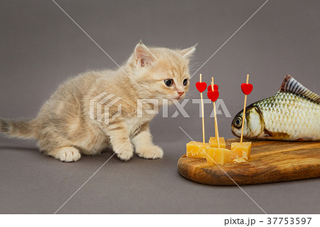 Kitty gourmet and cheese 37753597