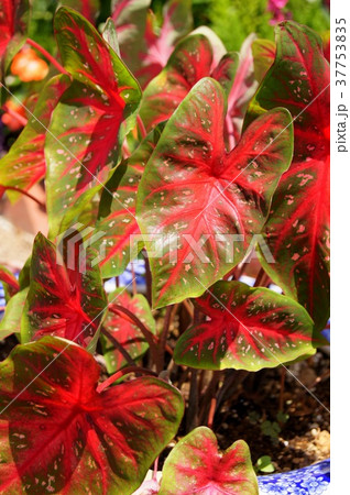 カラジウム 37753835