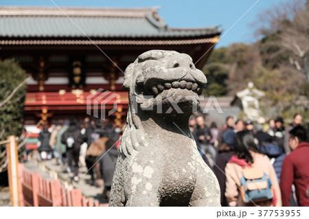 鎌倉鶴岡八幡宮狛犬 鎌倉鶴岡八幡宮狛犬 37753955