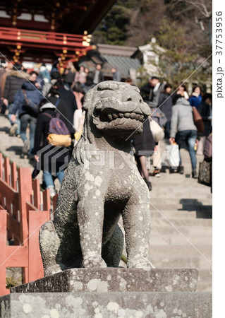 鎌倉鶴岡八幡宮狛犬 鎌倉鶴岡八幡宮狛犬 37753956