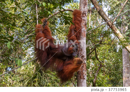 orangutan hangs on a branch 37753965