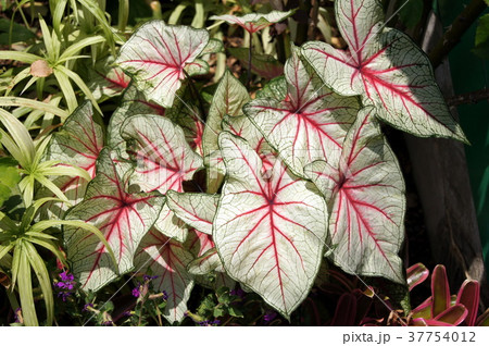 カラジウム カラジウム 37754012