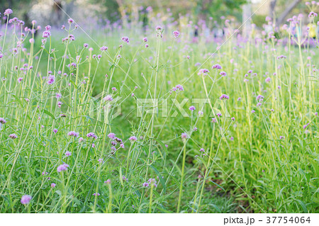 Planting flowers with green grass. Planting flowers with green grass. 37754064