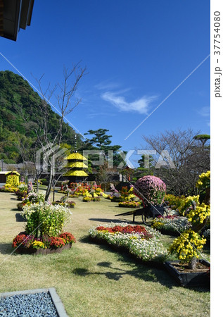 仙巌園菊まつりの写真素材 37754080 Pixta