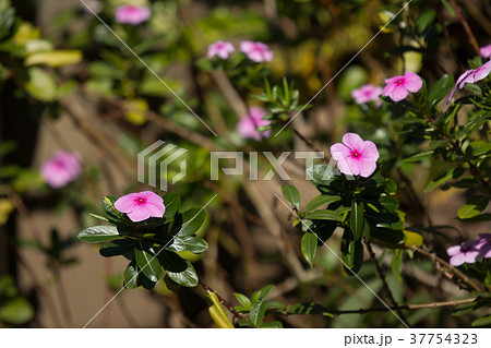 Soft Pink Catharanthus roseus flower 37754323